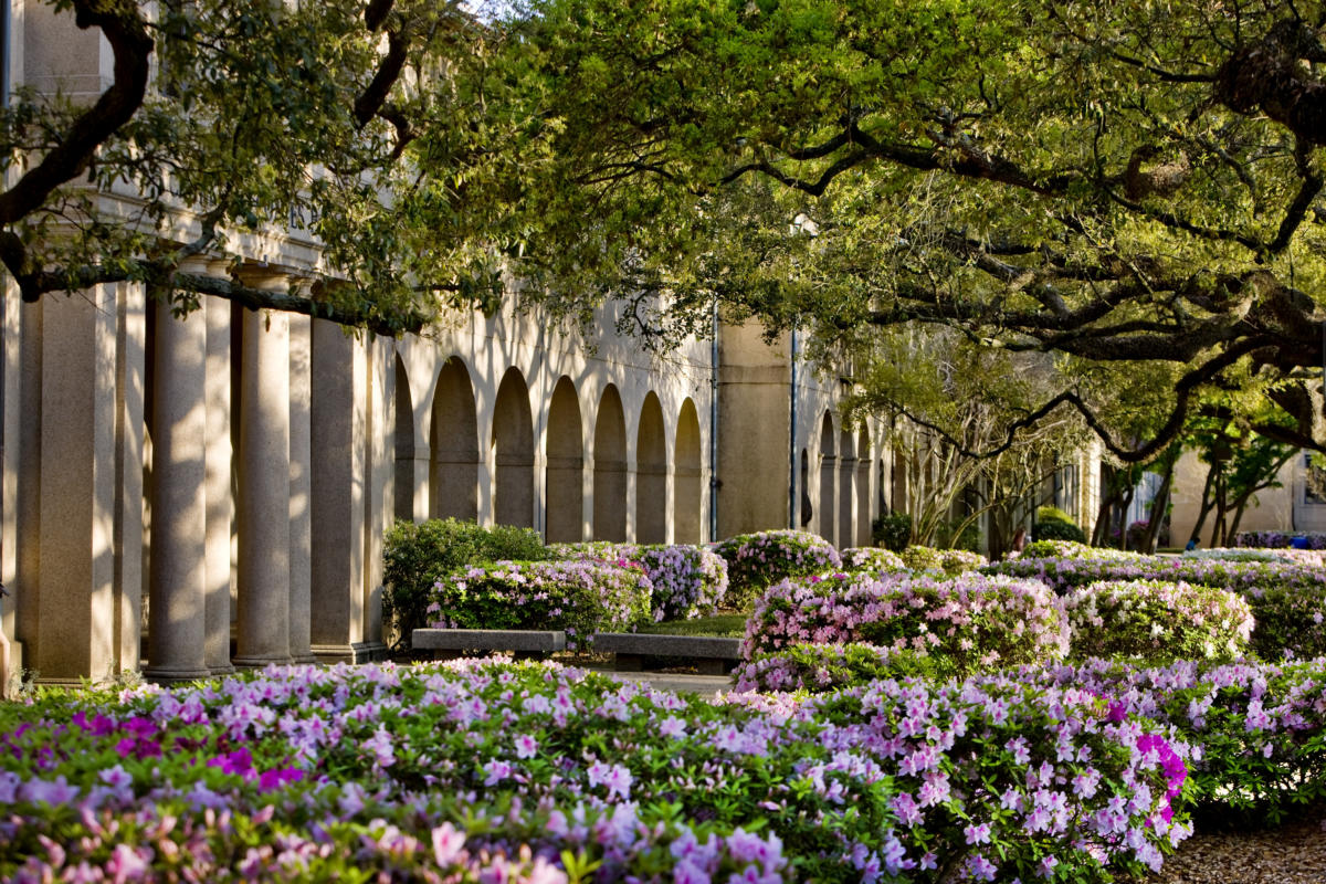 LSU2883 Quad Azaleas under Arches